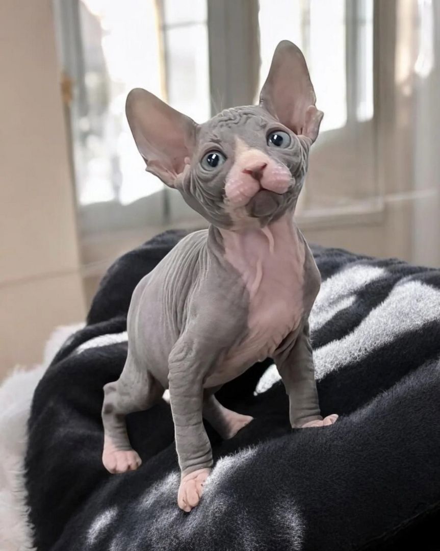 Sphynx-Kätzchen ,,,