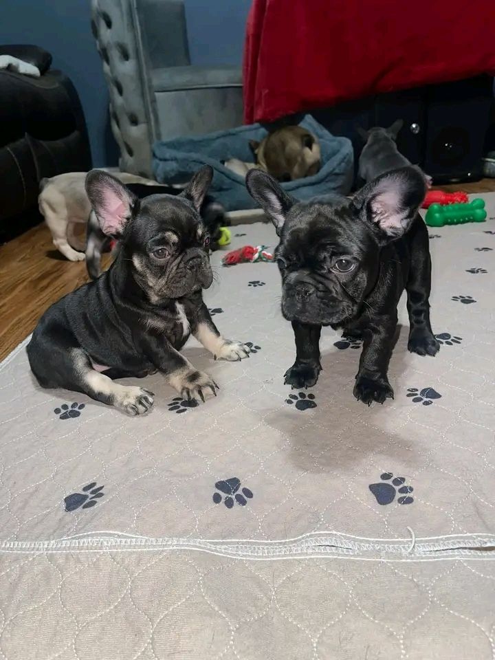 Französische Bulldoggenwelpen suchen ein neues Zuhause