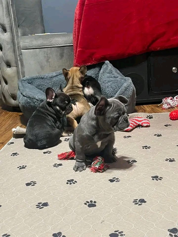 Französische Bulldoggenwelpen suchen ein neues Zuhause
