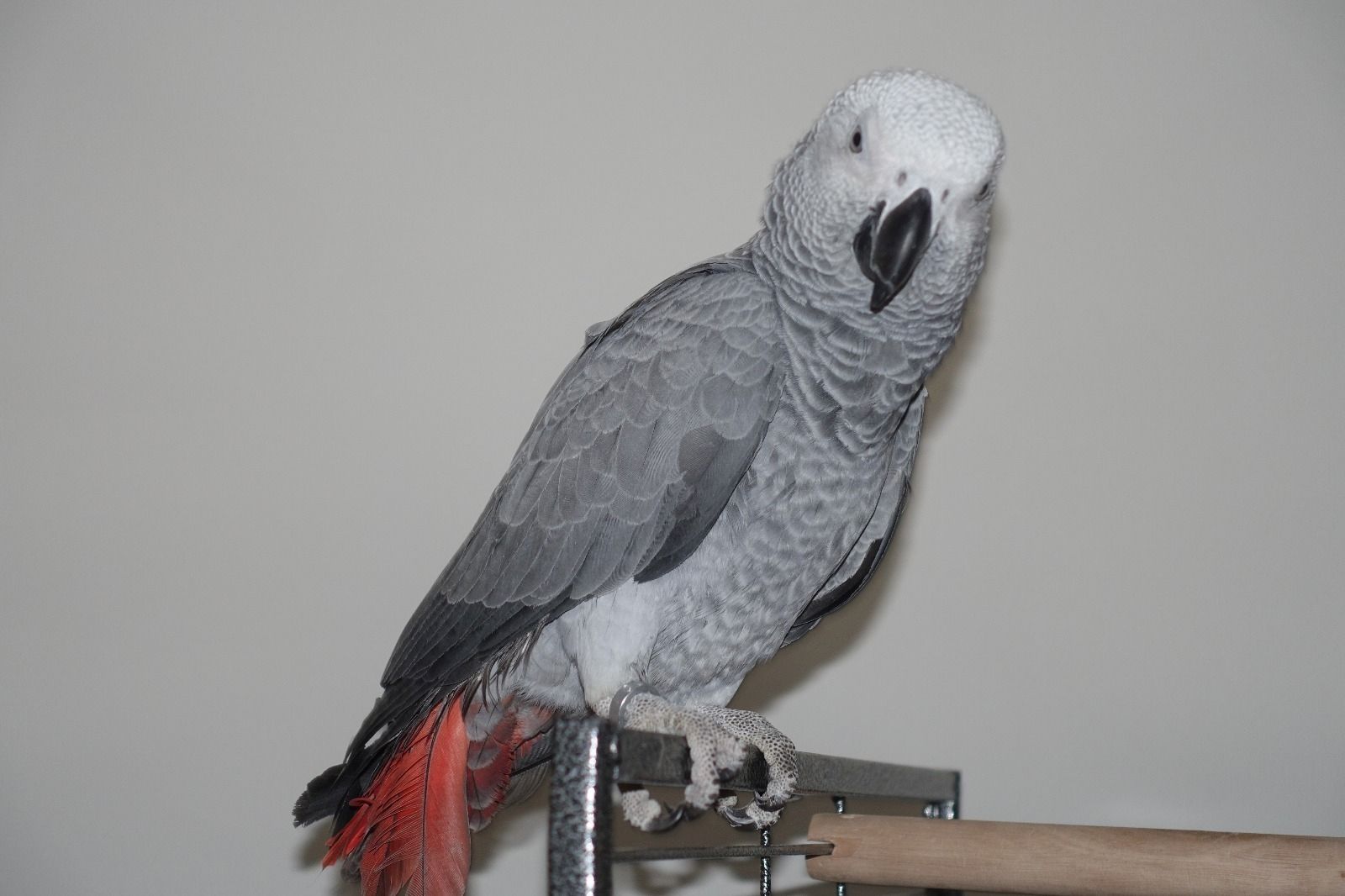 Graupapagei aus häuslicher Aufzucht.