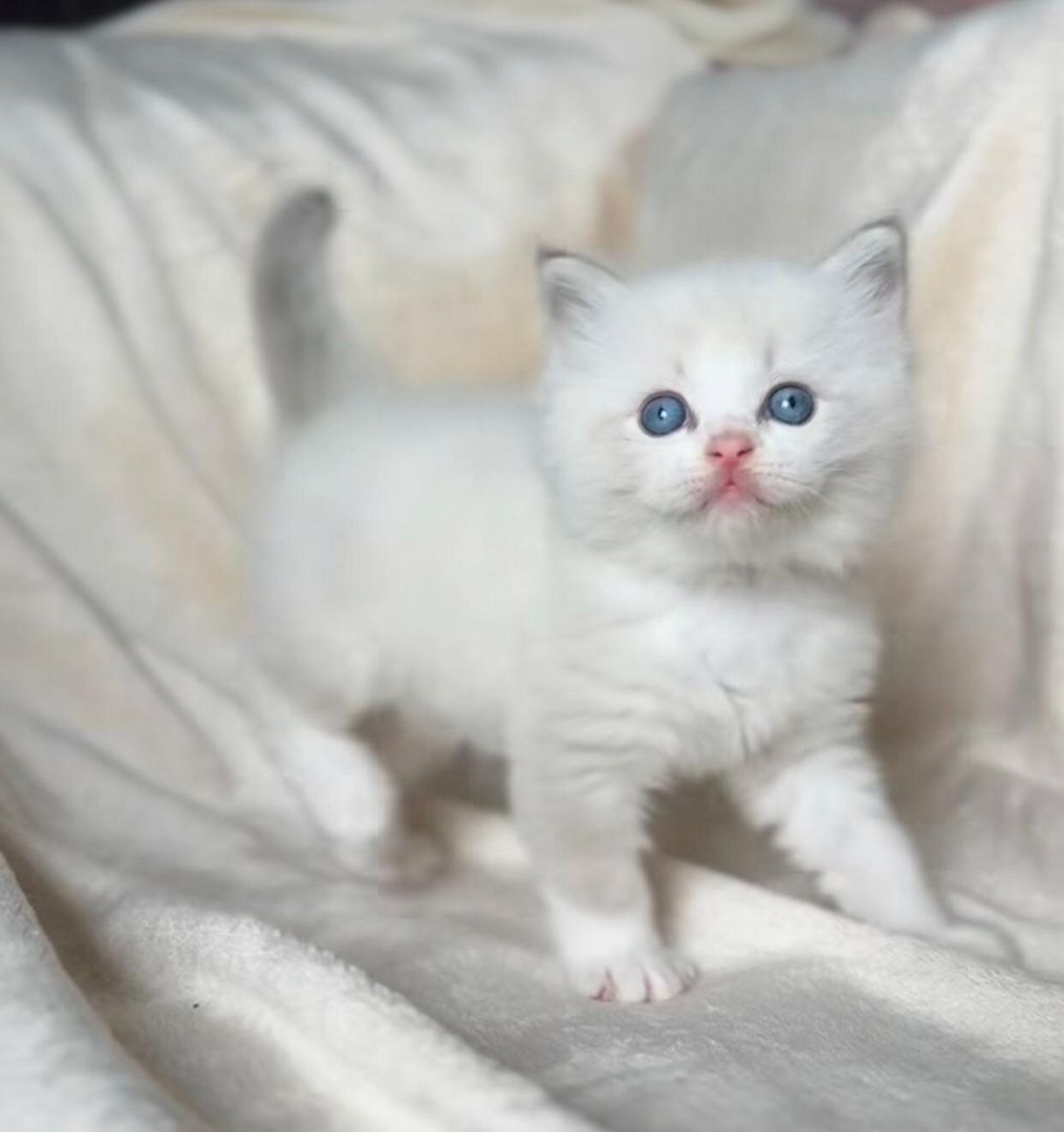 Trainierte Ragdoll-Kätzchen zu verkaufen