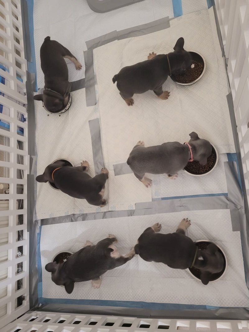 Französische Bulldoggenwelpen zu verkaufen