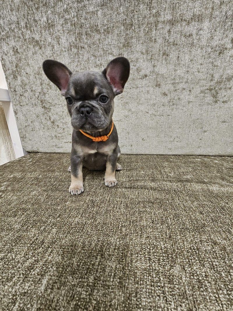 Französische Bulldoggenwelpen zu verkaufen