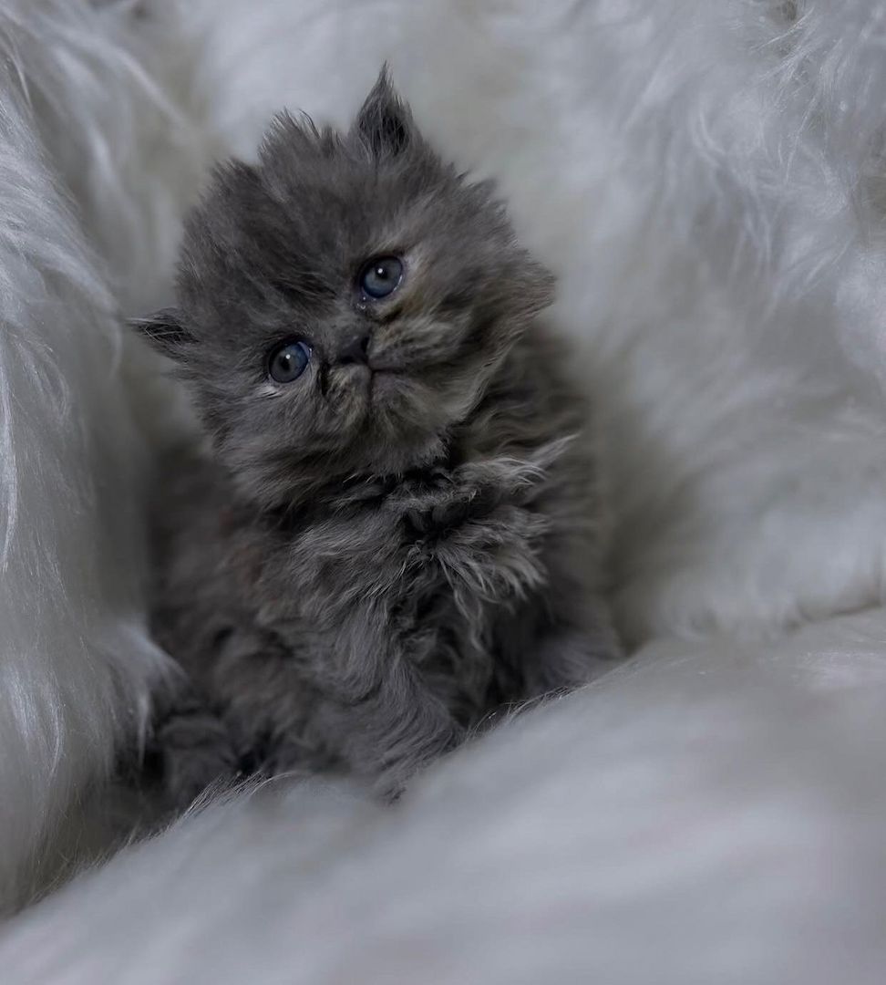 Perserkätzchen als Familienhunde zu verkaufen