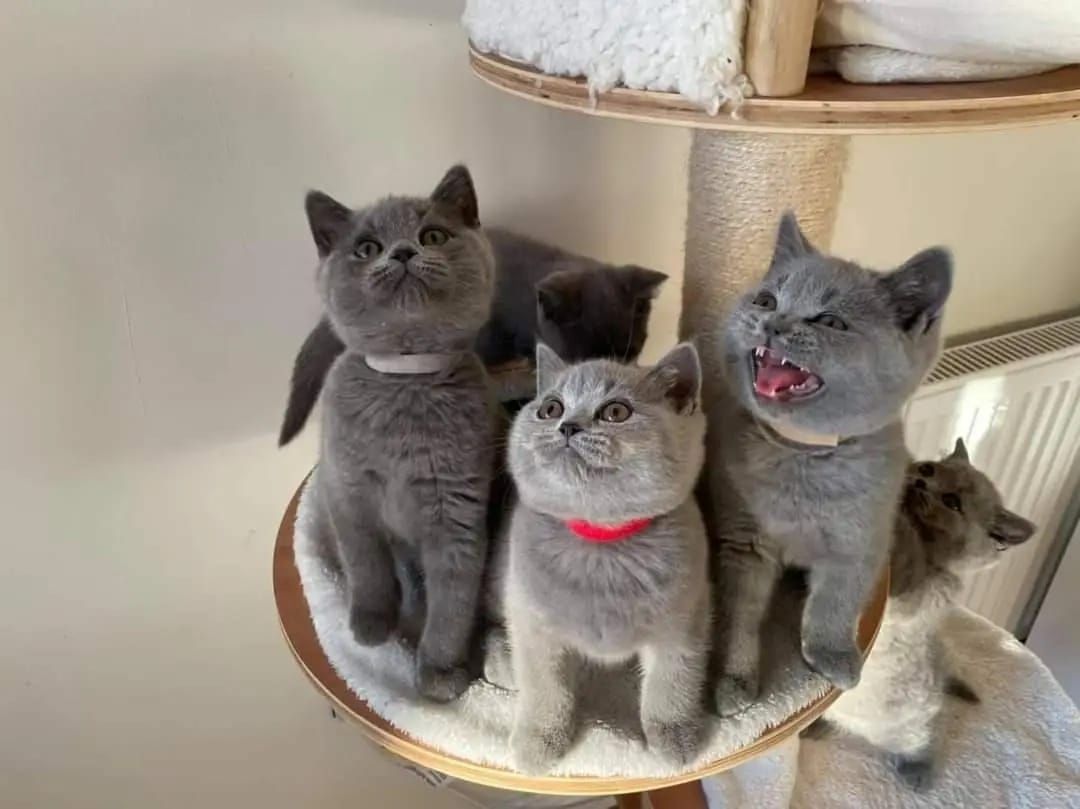 Britische Kurzhaar-Kätzchen zur Adoption