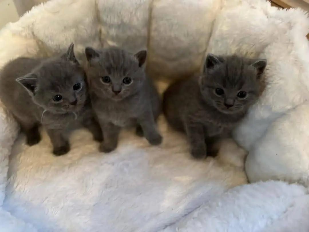 Britische Kurzhaar-Kätzchen zur Adoption