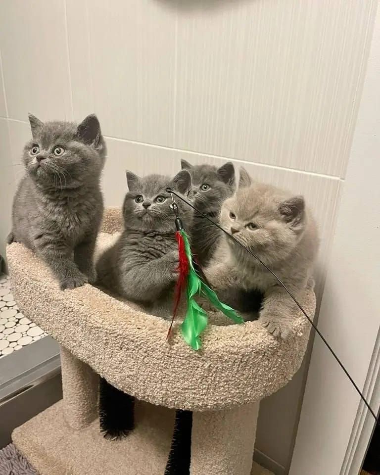 Britisch Kurzhaar-Wurf