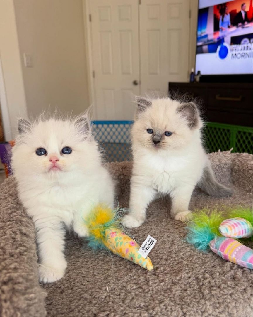 Ragdoll-Kätzchen