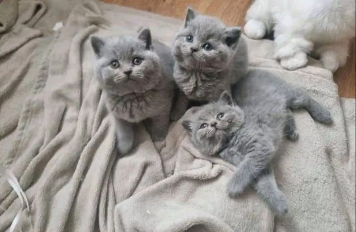 Britisch Kurzhaar-Wurf