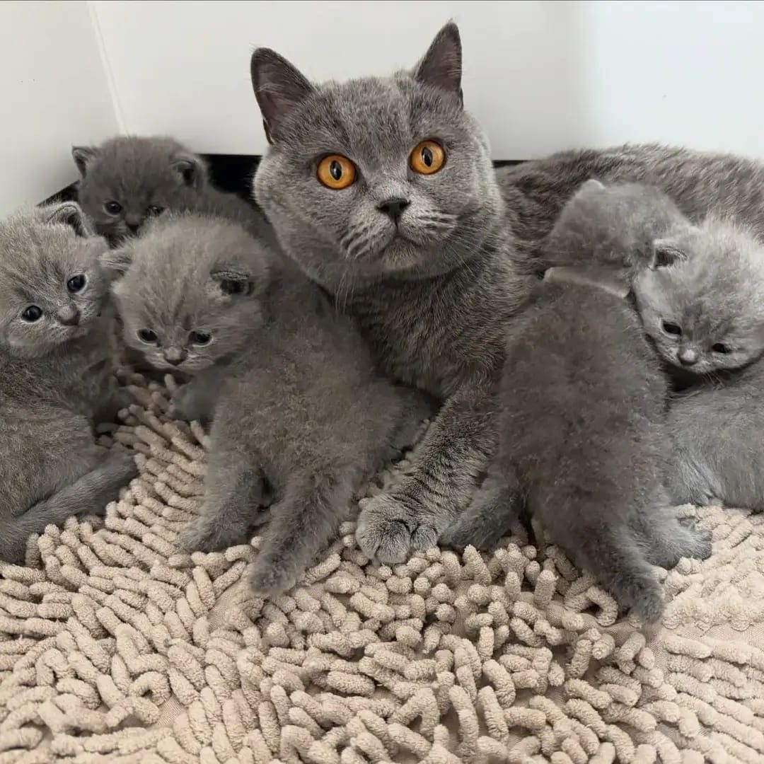 Britisch Kurzhaar-Wurf