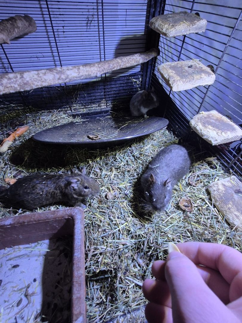 3 liebe Degus mit Käfig und Zubehör