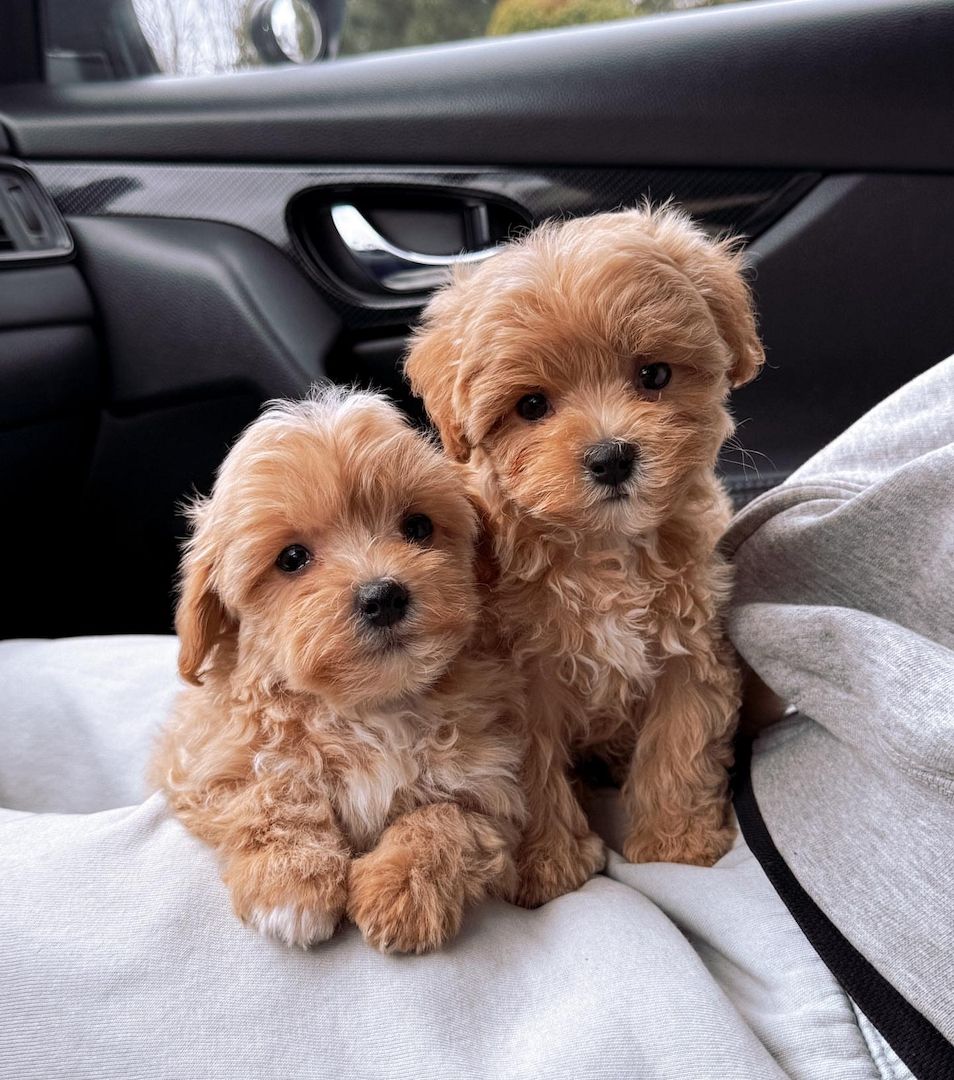 Maltipoo-Welpen zur Adoption