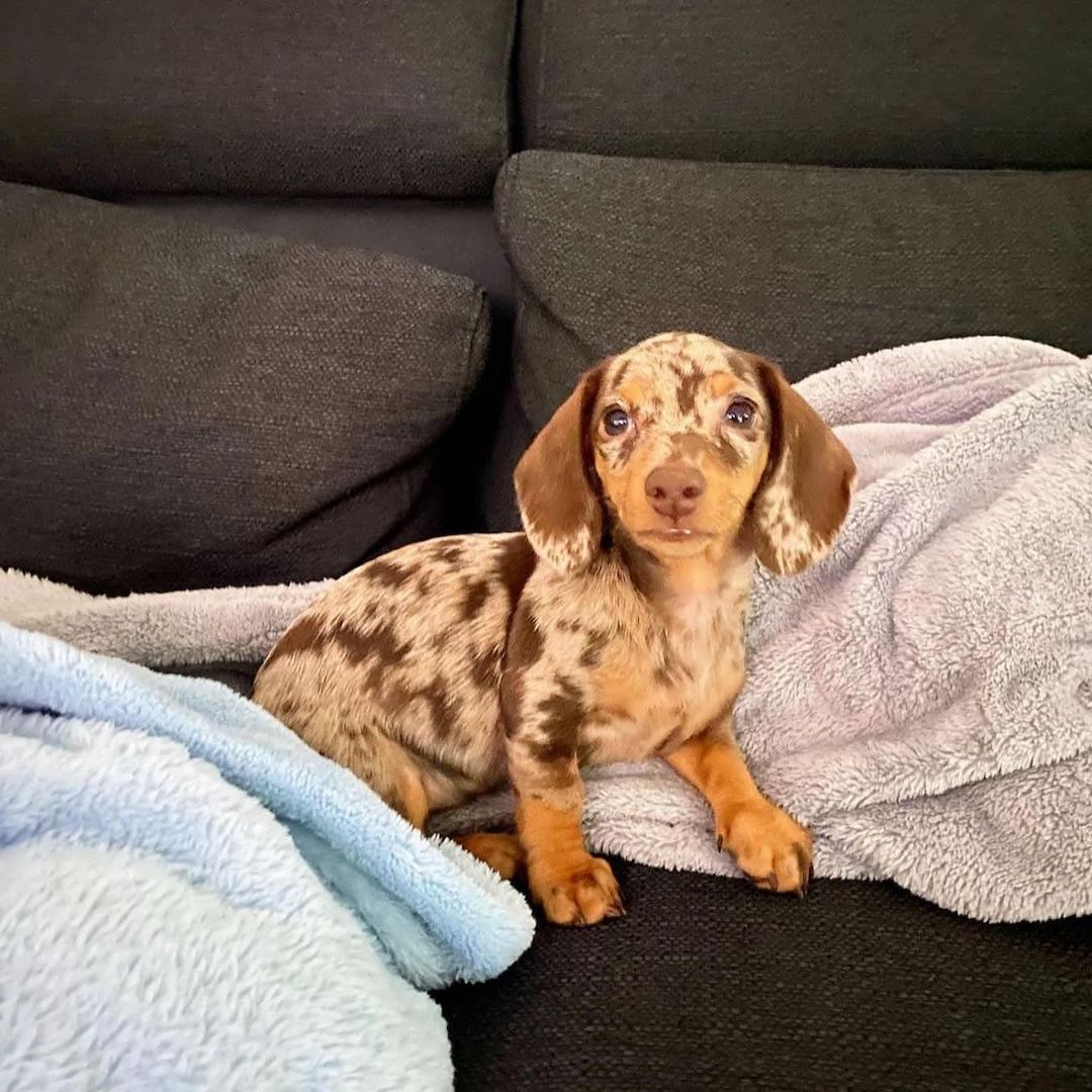 Dackelwelpen suchen ein neues Zuhause