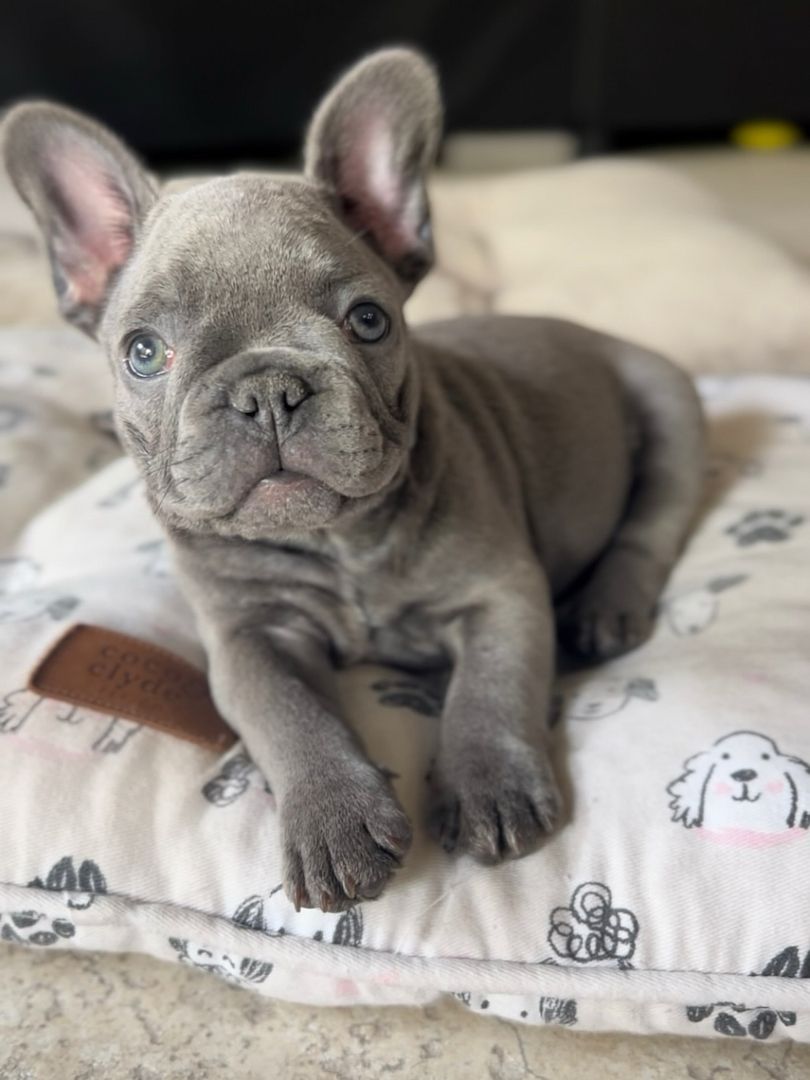 Französische Bulldogge