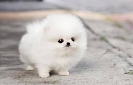 Pomeranian Zwergspitz Welpen Boo