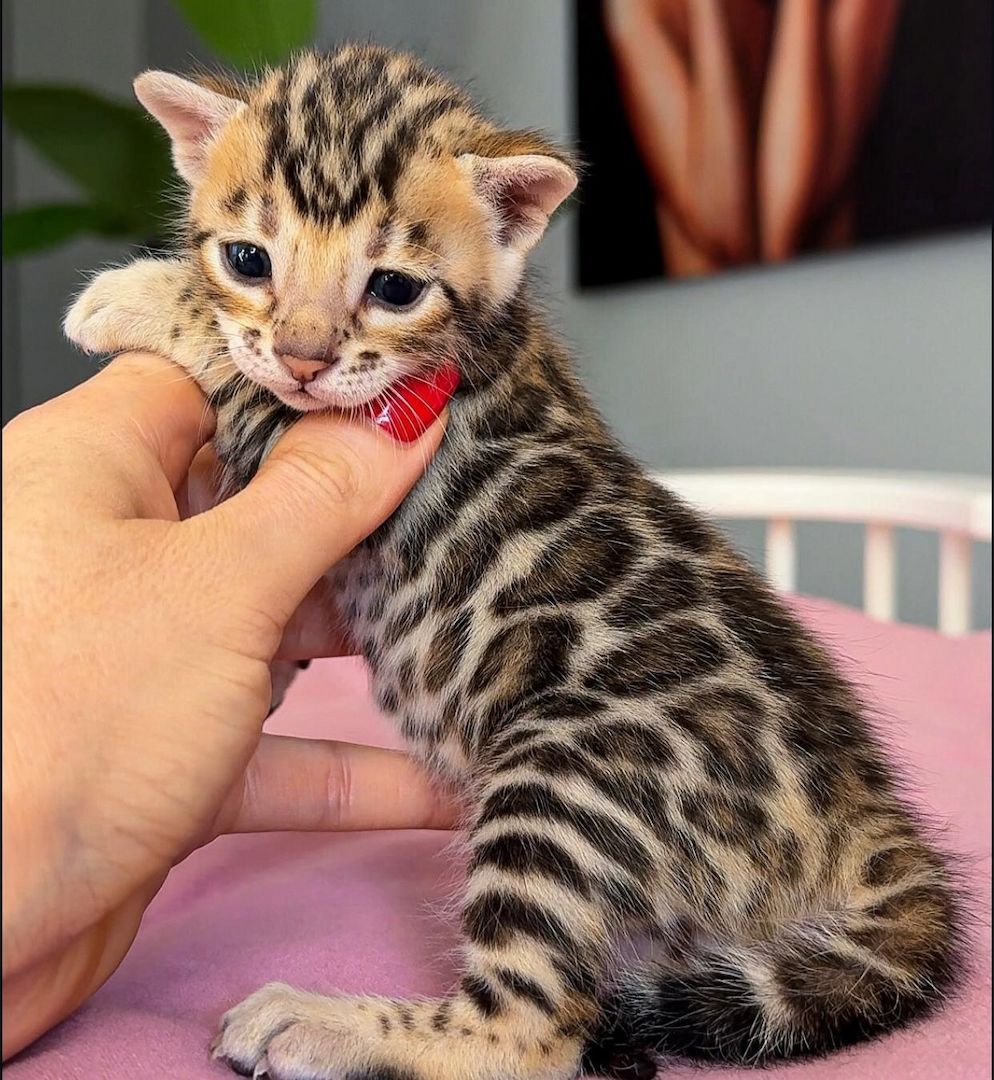 Bengal-Kater abzugeben