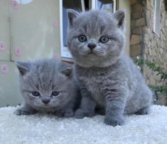 BRITISCH KURZHAAR KATZEN