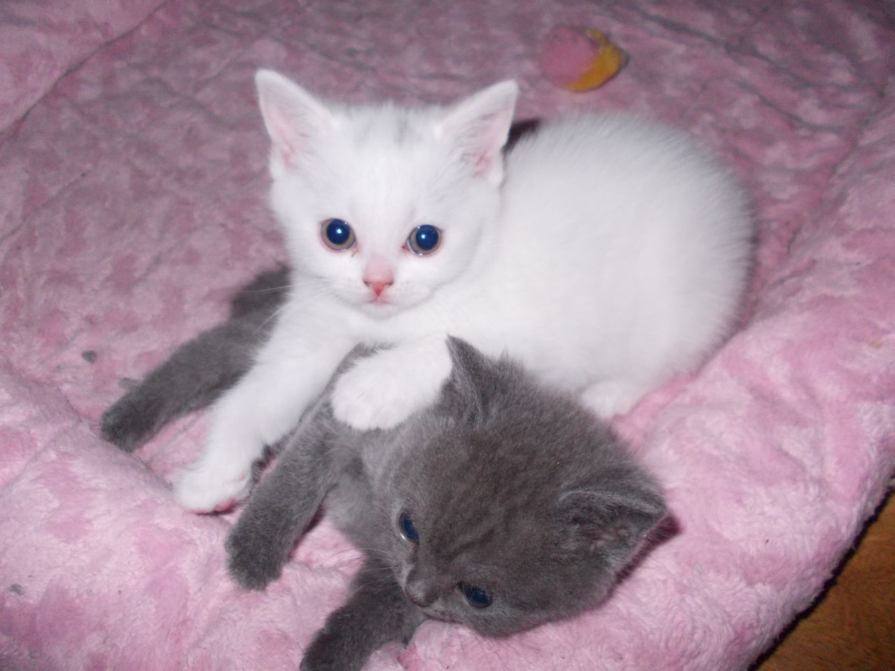 BRITISCH KURZHAAR KATZEN suchen ein neues Zuhause.