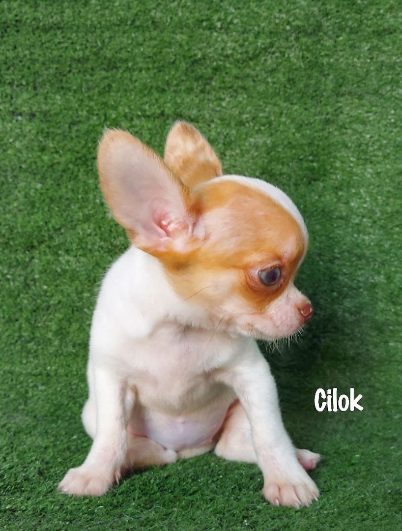 Ich präsentiere meine Chihuahua-Welpen