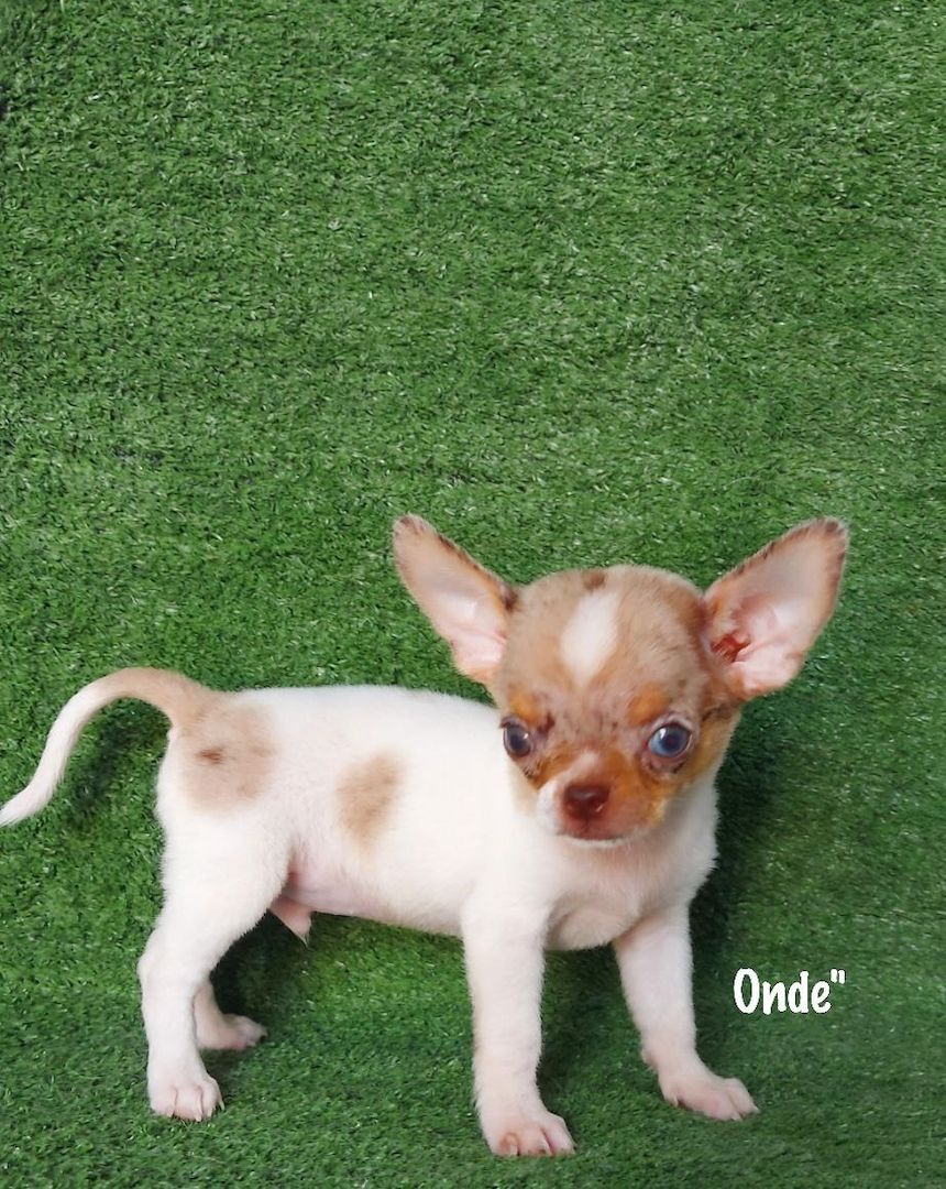 Ich präsentiere meine Chihuahua-Welpen