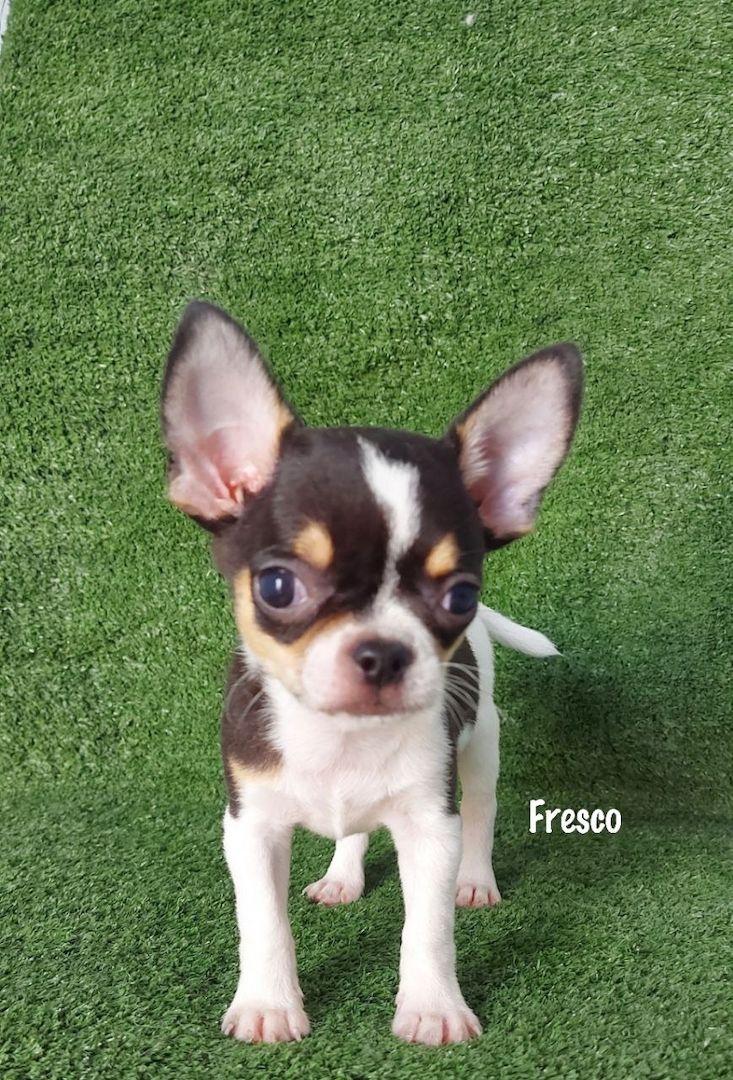 Ich präsentiere meine Chihuahua-Welpen