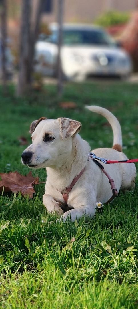 Gipsy, a.d.Tierschutz, sucht Terrier Liebhaber