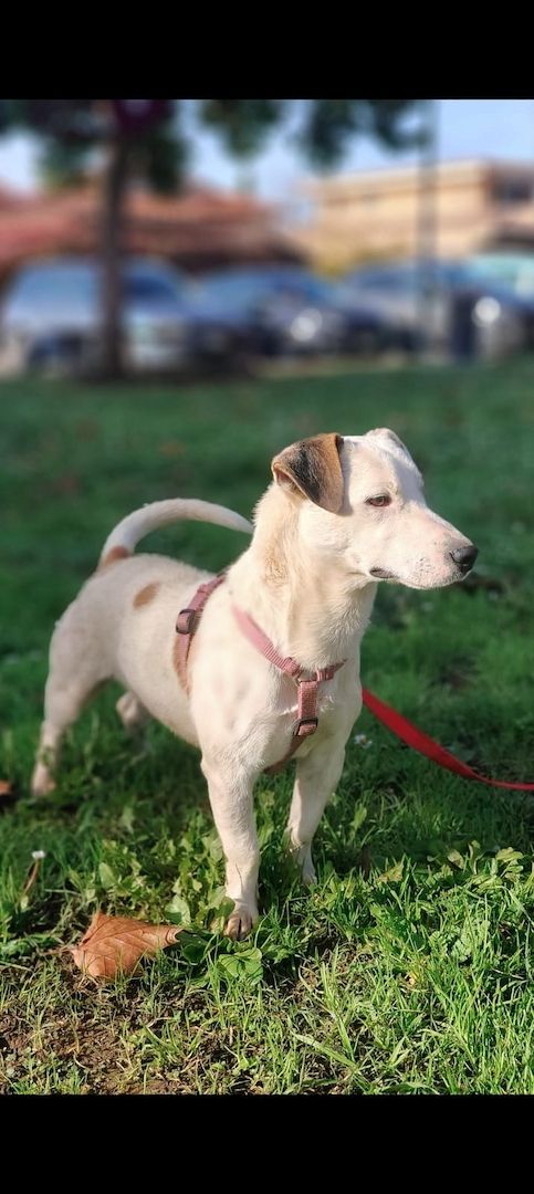 Gipsy, a.d.Tierschutz, sucht Terrier Liebhaber