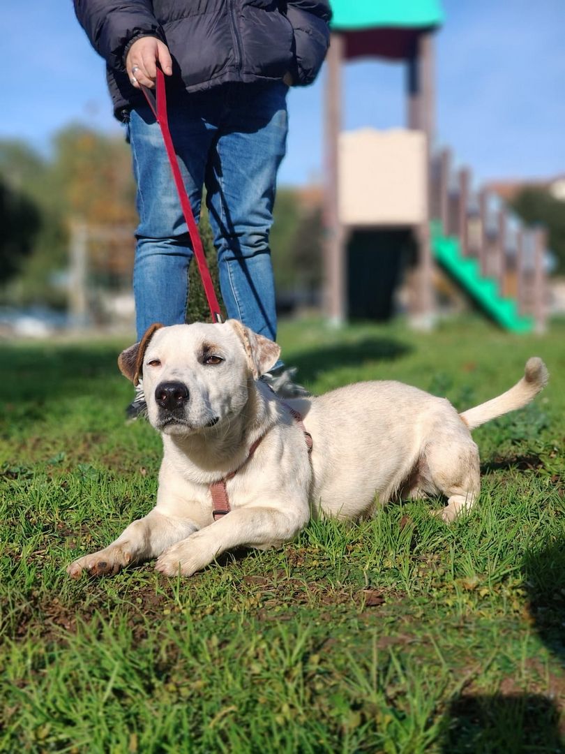 Gipsy, a.d.Tierschutz, sucht Terrier Liebhaber
