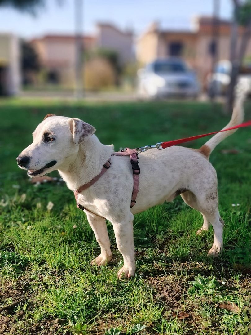 Gipsy, a.d.Tierschutz, sucht Terrier Liebhaber