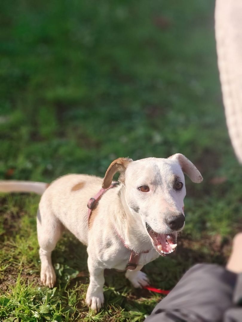 Gipsy, a.d.Tierschutz, sucht Terrier Liebhaber