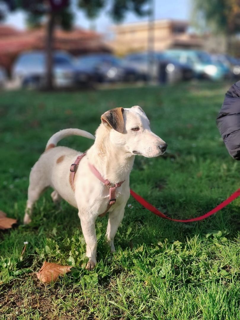 Gipsy, a.d.Tierschutz, sucht Terrier Liebhaber