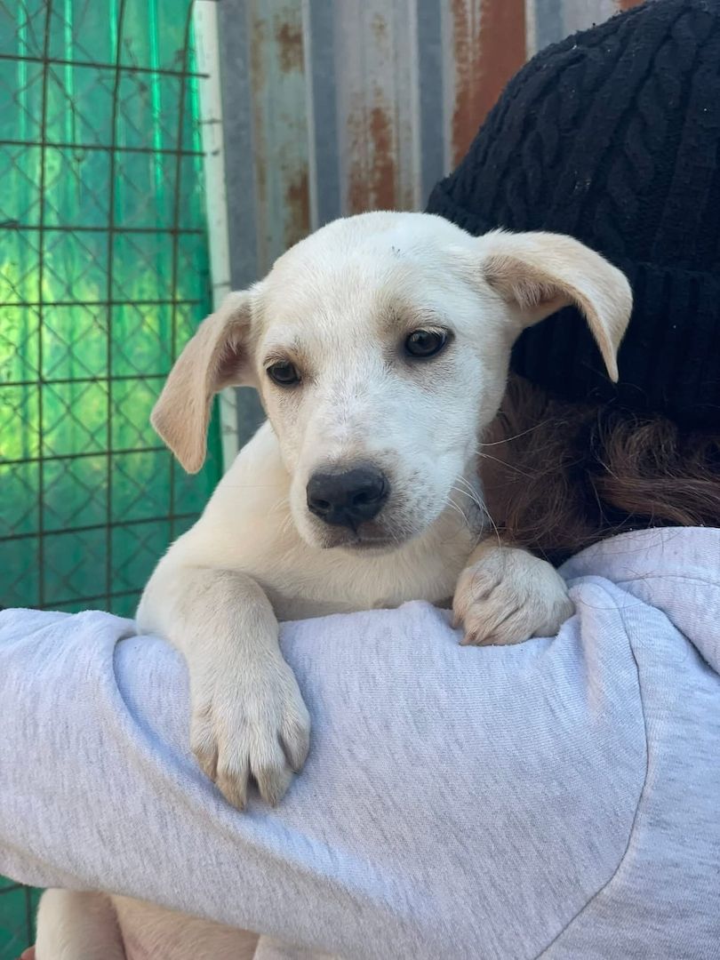 Ambra, a.d.Tierschutz, sucht Happy-Home