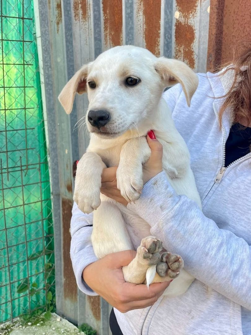 Ambra, a.d.Tierschutz, sucht Happy-Home