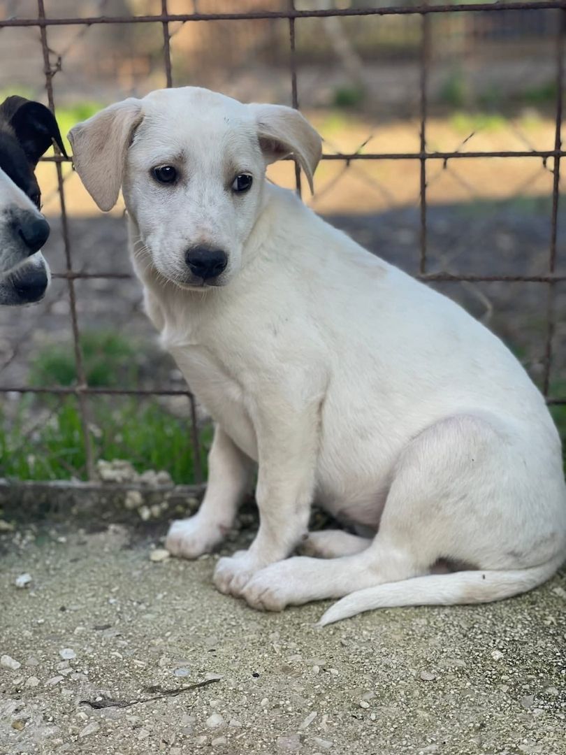 Ambra, a.d.Tierschutz, sucht Happy-Home