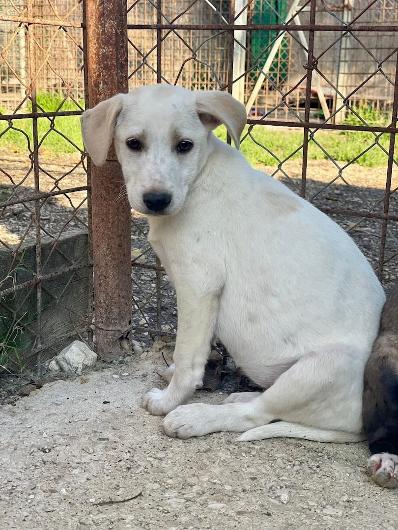 Ambra, a.d.Tierschutz, sucht Happy-Home