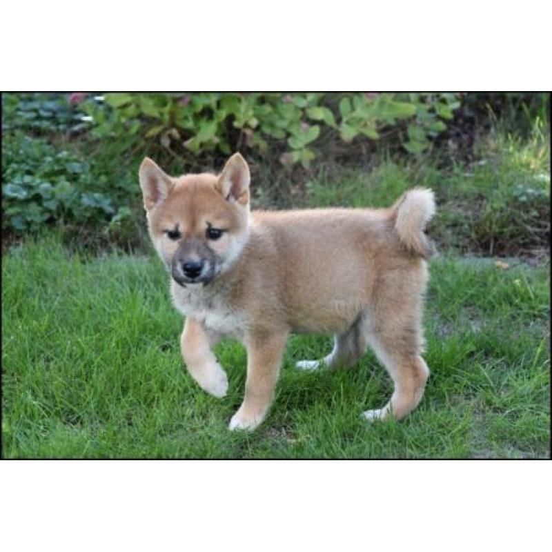 Shiba Inu Welpen