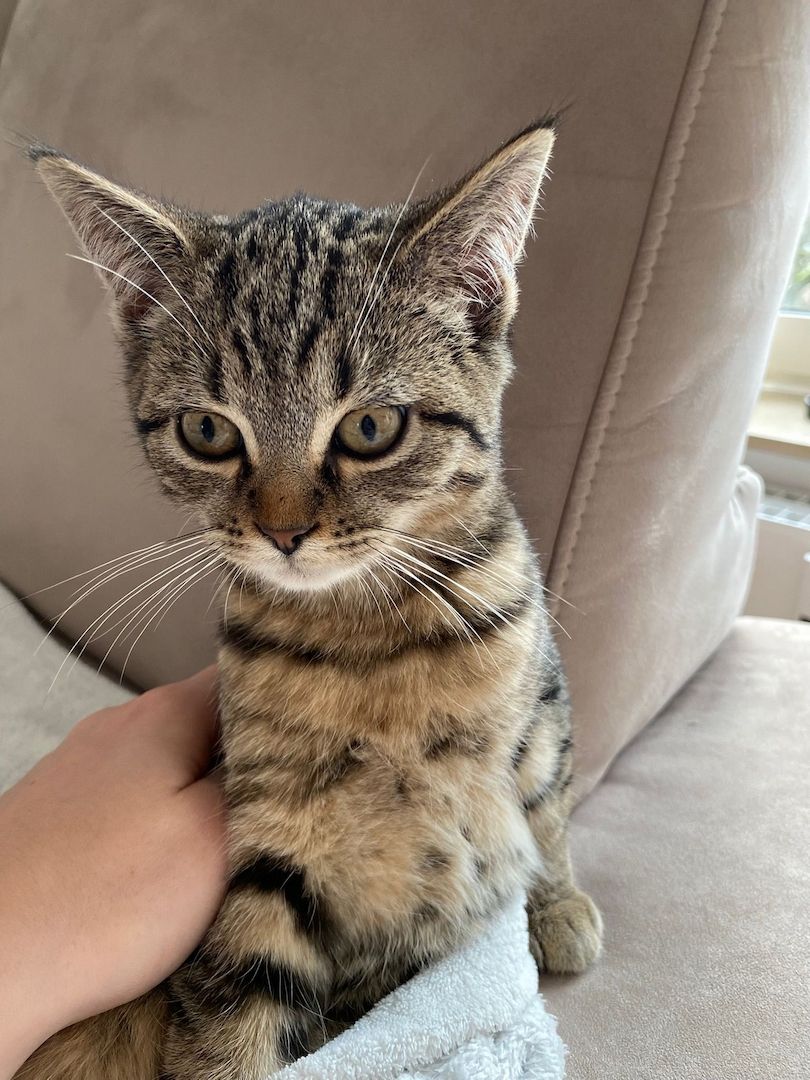 2 BKH-Mix Kater (Geschwister, ca 13 Wochen alt) nur gemeinsam