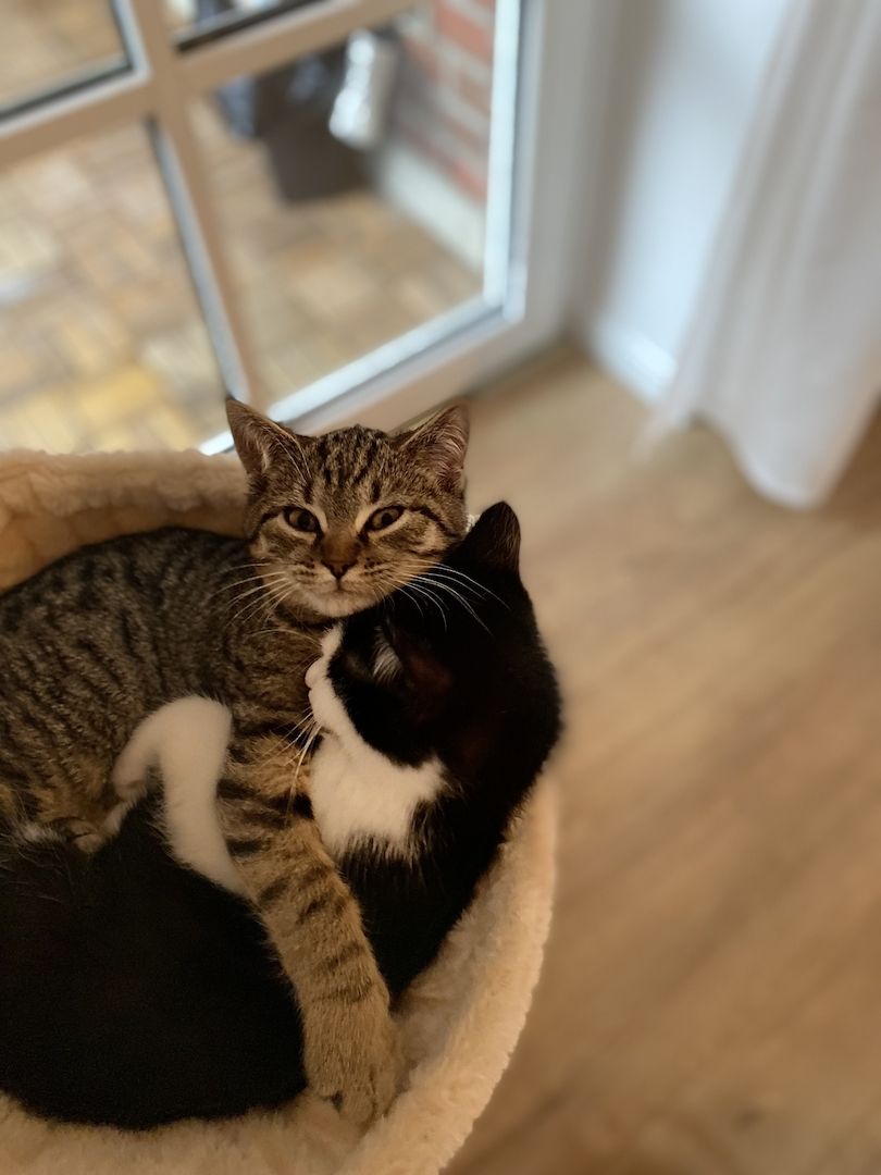 2 BKH-Mix Kater (Geschwister, ca 13 Wochen alt) nur gemeinsam