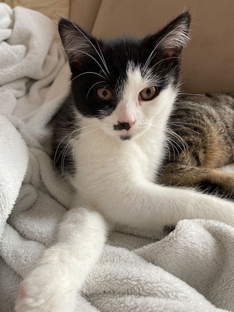 2 BKH-Mix Kater (Geschwister, ca 13 Wochen alt) nur gemeinsam