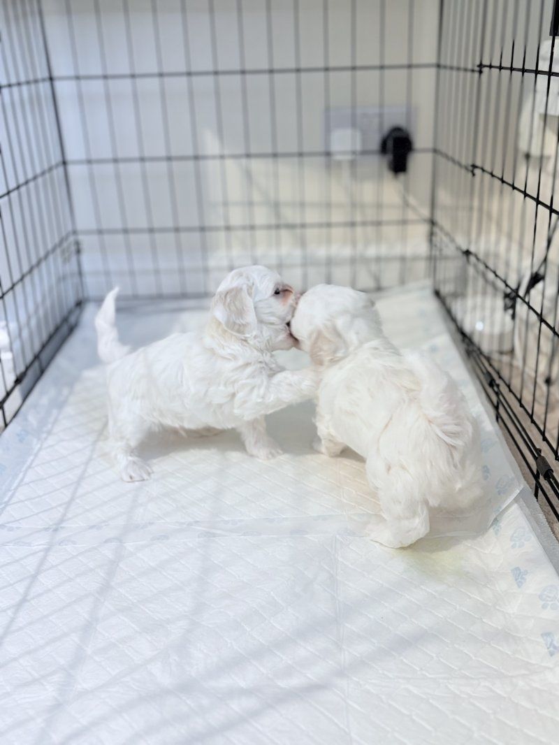 Malteserwelpen im Miniformat suchen ein neues Zuhause