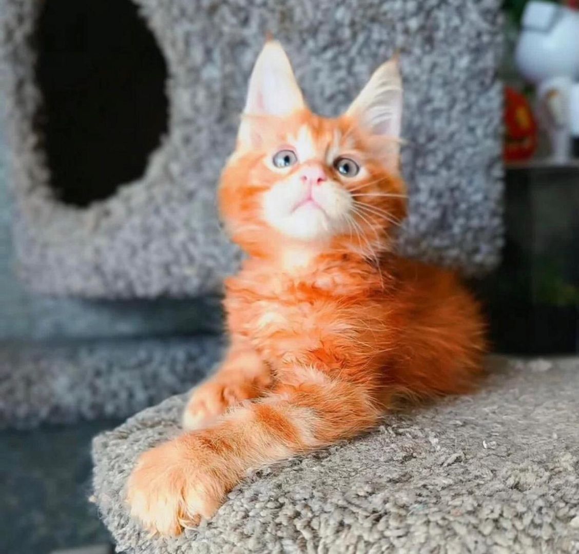 Wunderschöne Maine-Coon-Kätzchen zu verkaufen