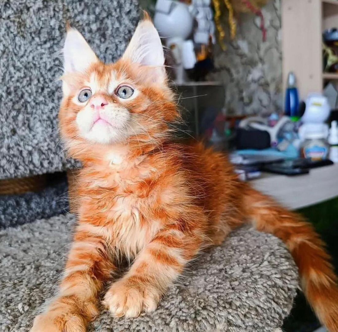 Wunderschöne Maine-Coon-Kätzchen zu verkaufen