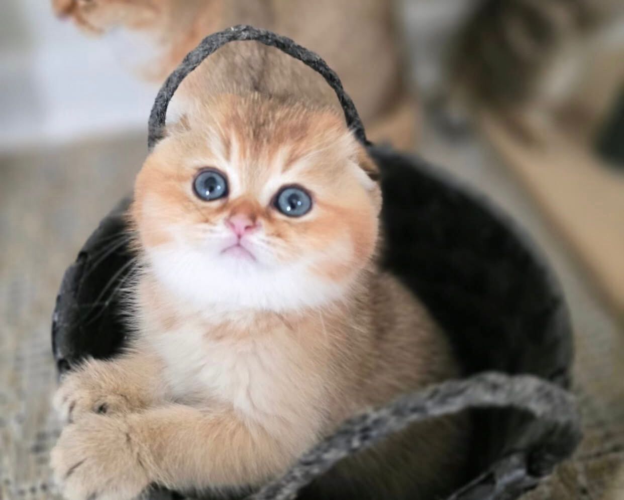 Продается котенок породы «Супер Шотландская Вязкая»