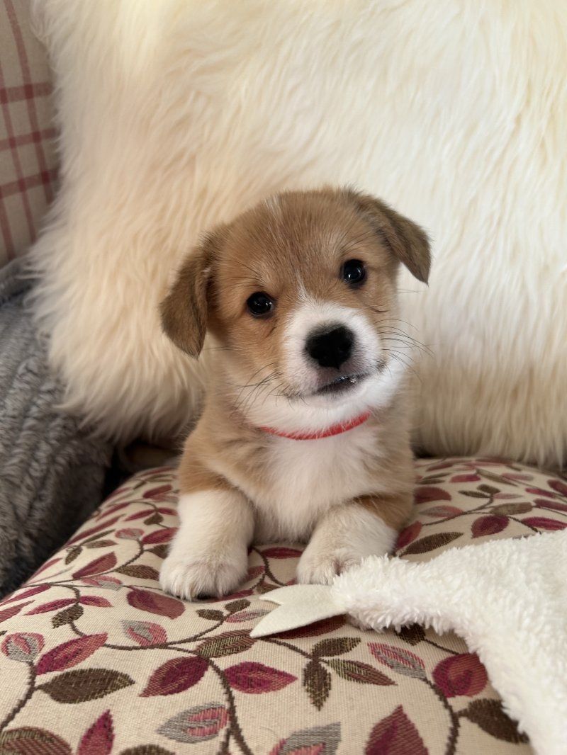 Reinrassige Pembroke Welsh Corgi Welpen zu verkaufen