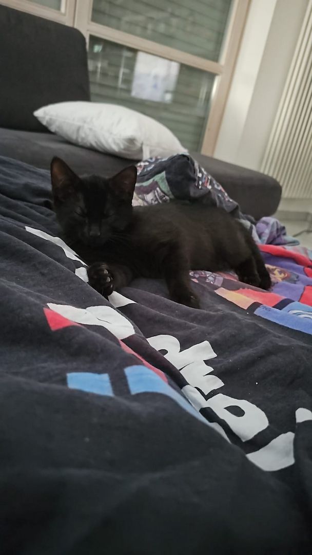 Zwei Mischlingskatzen weiblich zu verkaufen mit Zubehör