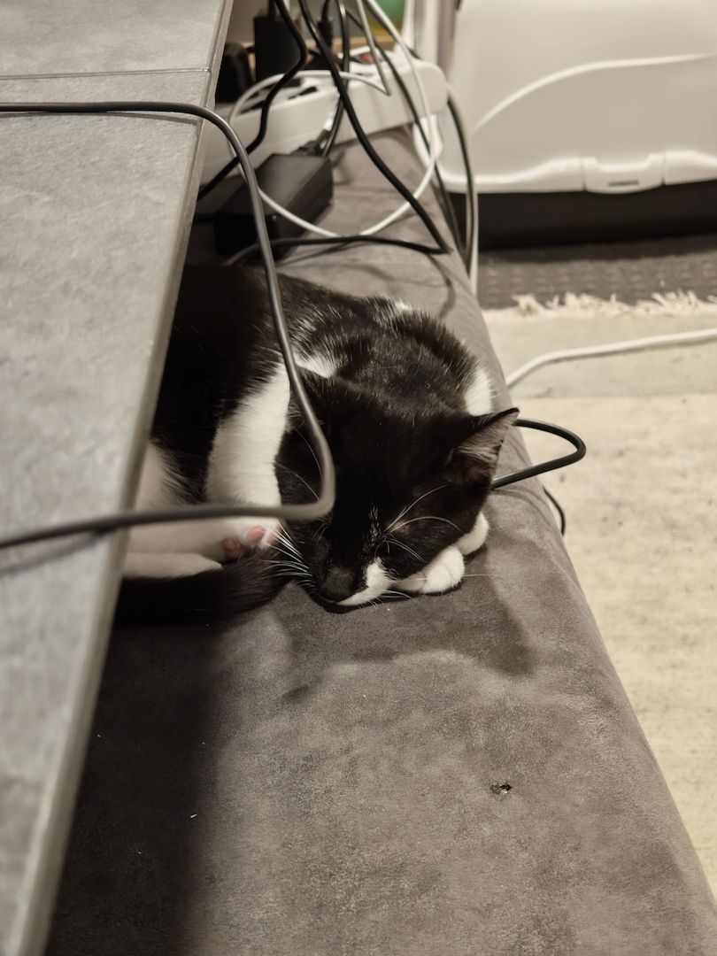 Zwei Mischlingskatzen weiblich zu verkaufen mit Zubehör