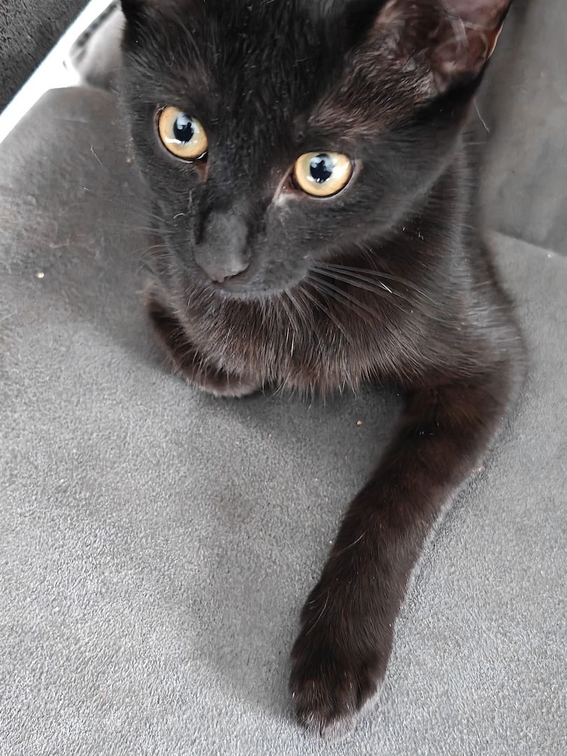 Zwei Mischlingskatzen weiblich zu verkaufen mit Zubehör