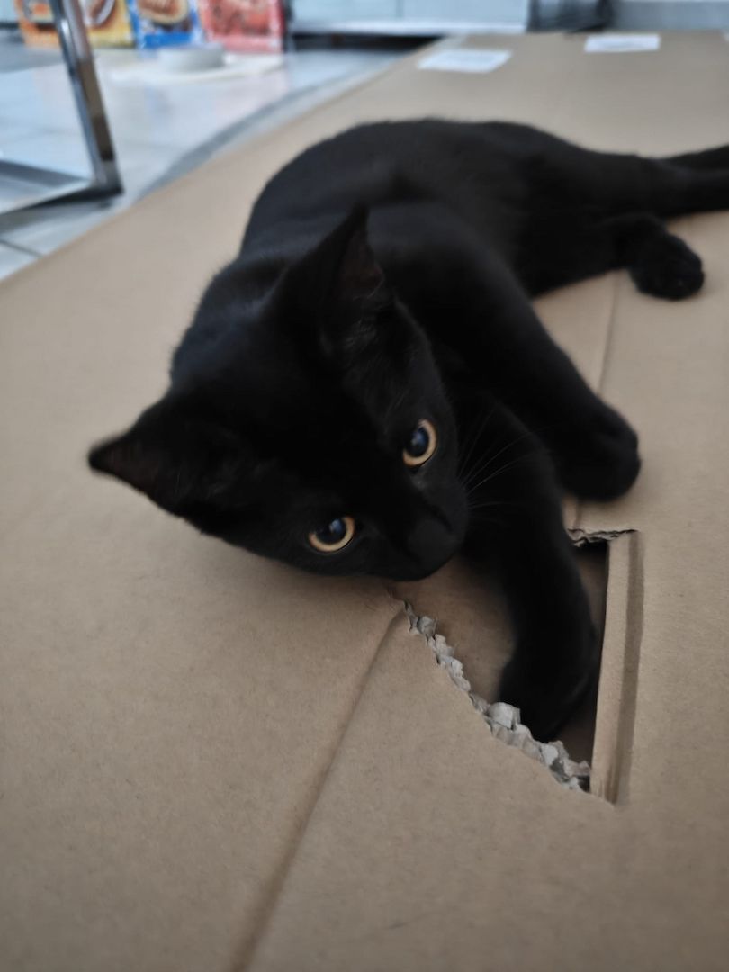 Zwei Mischlingskatzen weiblich zu verkaufen mit Zubehör