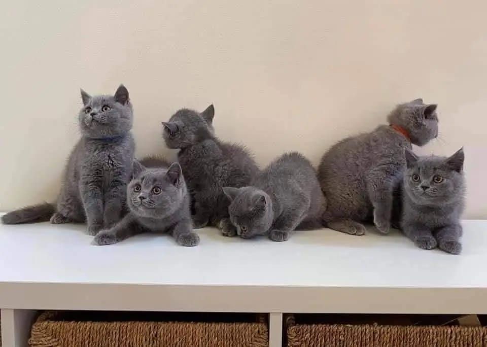 Britische Kurzhaar-Kätzchen zur Adoption