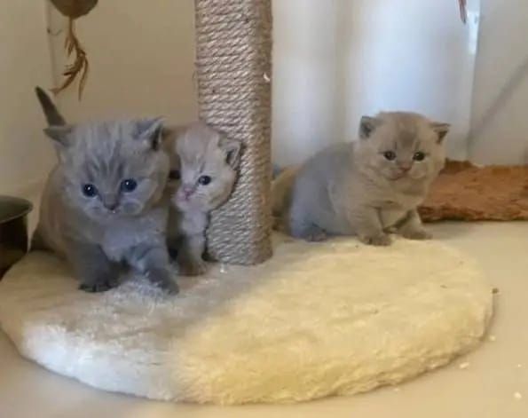 Britische Kurzhaar-Kätzchen zur Adoption